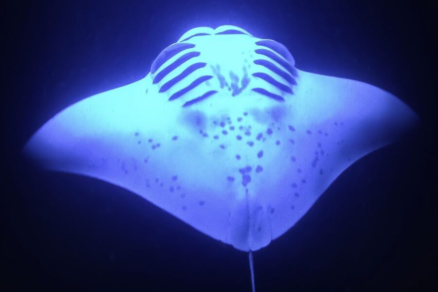 Kailua Kona: Night Manta Ray Adventure on the Big Island - Booking advice for the best possible night