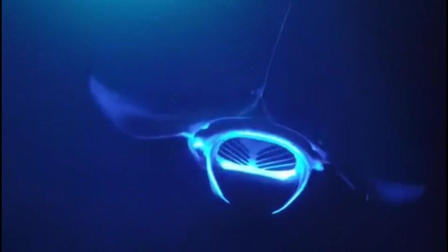 Kailua Kona: Night Manta Ray Adventure on the Big Island - Forty-five minutes of manta watching
