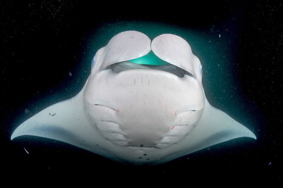Kailua Kona: Night Manta Ray Adventure on the Big Island - The ride home, snacks, and practical comforts