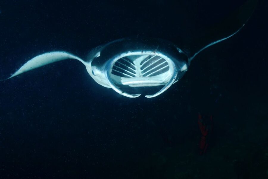Kailua Kona: Night Manta Ray Adventure on the Big Island - Who should book the Kona manta snorkel