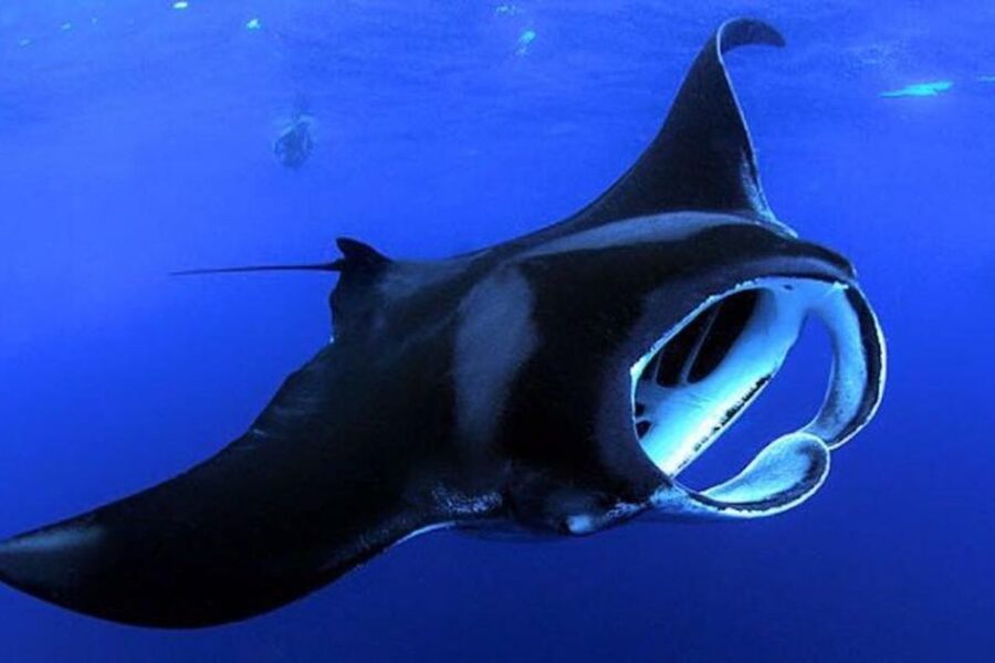 Kailua Kona: Night Manta Ray Adventure on the Big Island - The 20-minute cruise from Kailua Kona