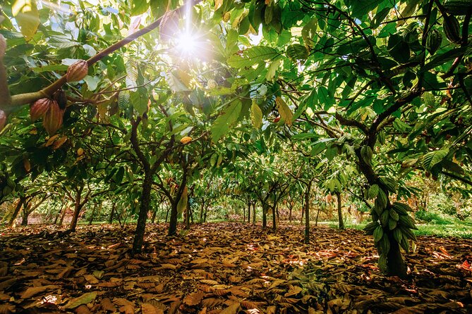 Kauai Chocolate Farm Tasting Tour - What you actually eat during the three hours