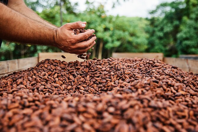 Kauai Chocolate Farm Tasting Tour - Is three hours too long?