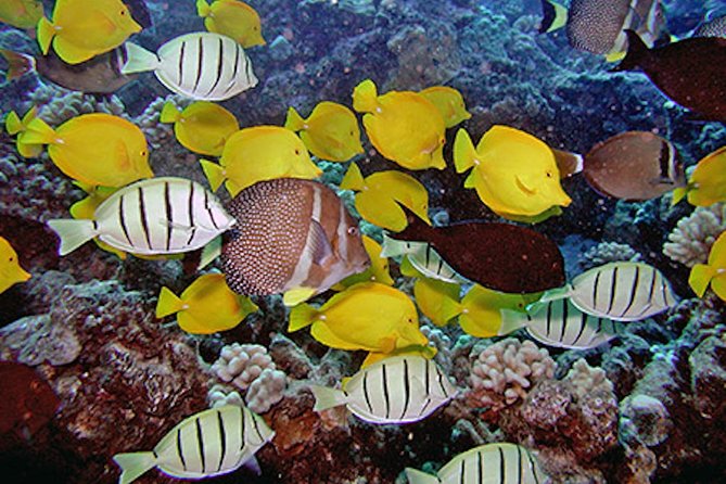 Kauai’s Ultimate Guided Shore Snorkel in South Poipu - Why a small group matters at Poipu