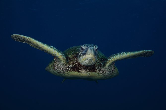 Kauai’s Ultimate Guided Shore Snorkel in South Poipu - What you see during the one-hour swim