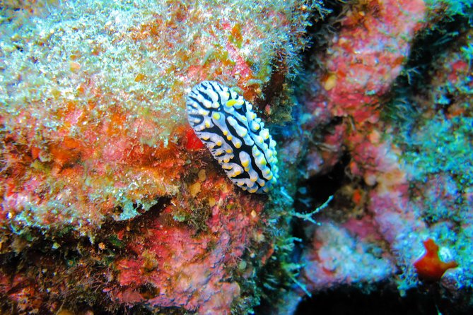 Kauai’s Ultimate Guided Shore Snorkel in South Poipu - The drawbacks you should weigh