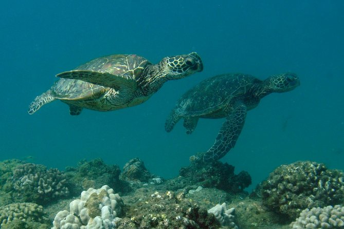 Kauai's Ultimate South Island Zodiac Boat Snorkel Adventure - Is $161.43 good value?