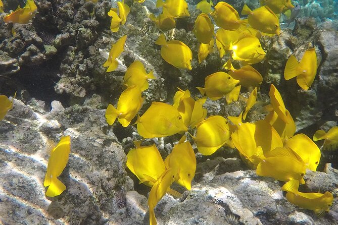 Kealakekua Bay (Captain Cook Monument) Snorkel and Sail Adventure - Lunch with the sails heading back