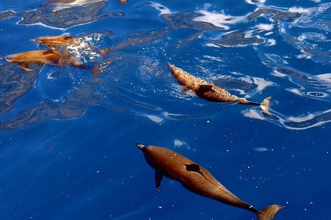 Kealakekua Bay (Captain Cook Monument) Snorkel and Sail Adventure - The crew is a major part of the value