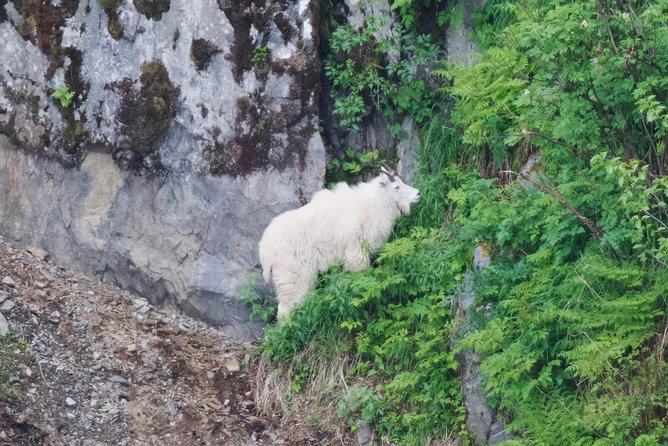 Kenai Fjords and Resurrection Bay Half-Day Wildlife Cruise - Key points to know before booking