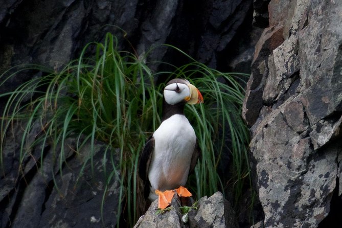 Kenai Fjords and Resurrection Bay Half-Day Wildlife Cruise - Searching for whales, otters, and mountain goats