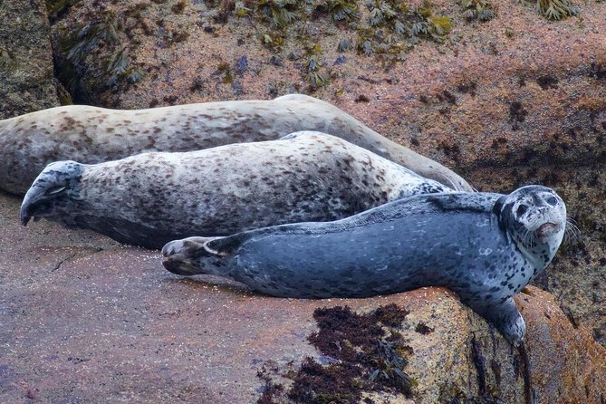 Kenai Fjords and Resurrection Bay Half-Day Wildlife Cruise - Boat comfort, drinks, and the weather question