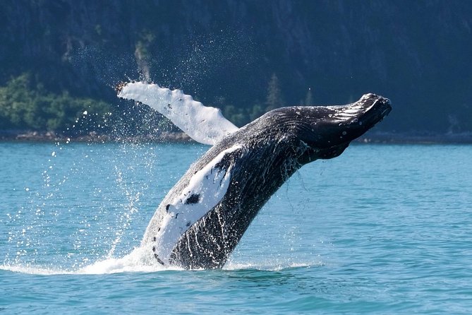 Kenai Fjords and Resurrection Bay Half-Day Wildlife Cruise - Is $165.93 a good value?