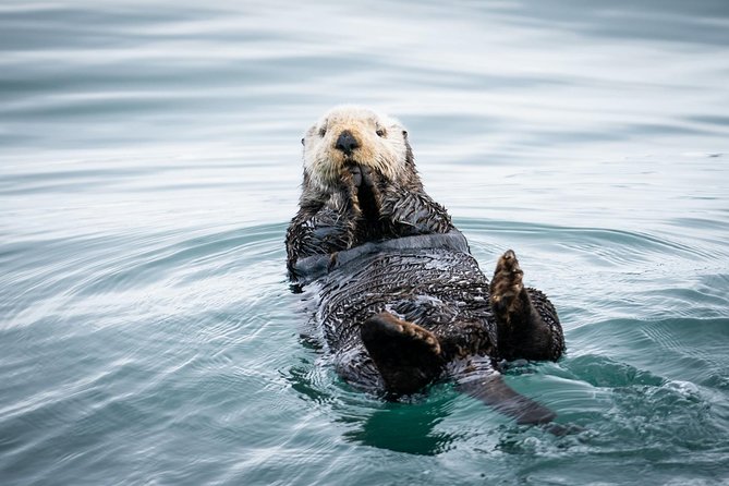 Kenai Fjords National Park Glacier & Wildlife Cruise - Key points to know before booking