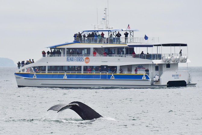 Kenai Fjords National Park Glacier & Wildlife Cruise - Why this Seward cruise earns its high marks