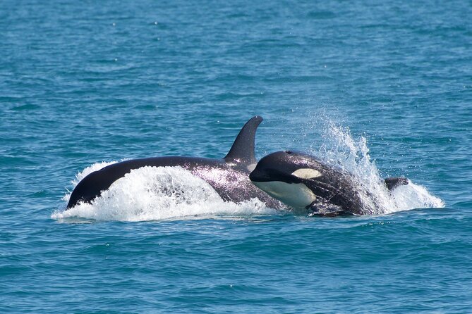 Kenai Fjords National Park Glacier & Wildlife Cruise - Motion sickness and weather planning