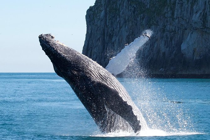 Kenai Fjords National Park Glacier & Wildlife Cruise - Around Cape Aialik and into Aialik Bay