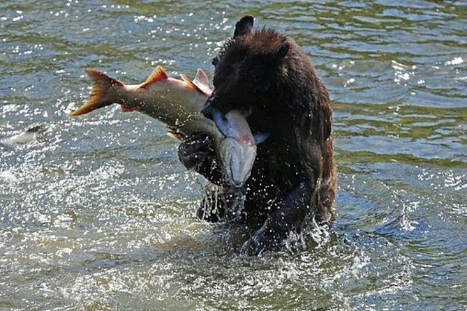 Ketchikan All In One - Why this tour works well in a short Ketchikan visit