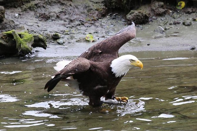 Ketchikan All In One - Guides can make or break the experience