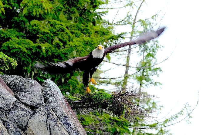 Ketchikan Electric Bike and Rain Forest Hike Ecotour - Waterfalls, salmon streams, and the beach