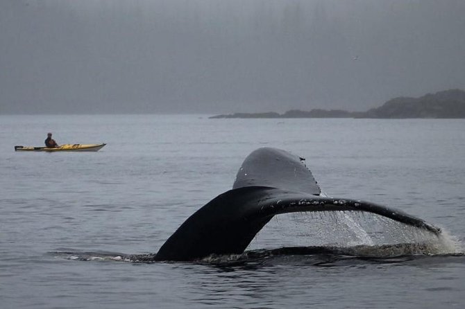 Ketchikan Kayak Eco-Tour - Why Clover Pass makes a better paddle than a harbor loop