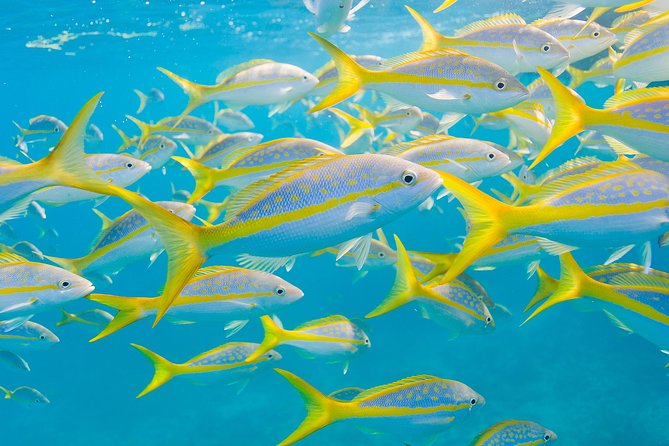 Key Largo Snorkeling Tour - rental mask, fins and vest INCLUDED - What makes the Florida Keys National Marine Sanctuary special