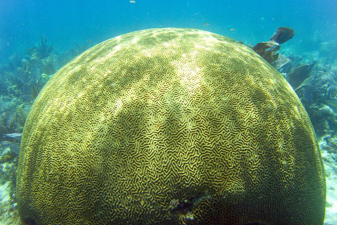 Key Largo Snorkeling Tour - rental mask, fins and vest INCLUDED - Molasses Reef and the outer reef sites