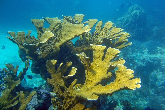 Key Largo Snorkeling Tour - rental mask, fins and vest INCLUDED - Time in the water: enough, but not endless