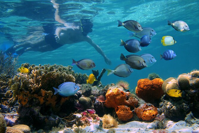 Key West Afternoon Reef Snorkeling with Open Bar - Who should book this reef trip?