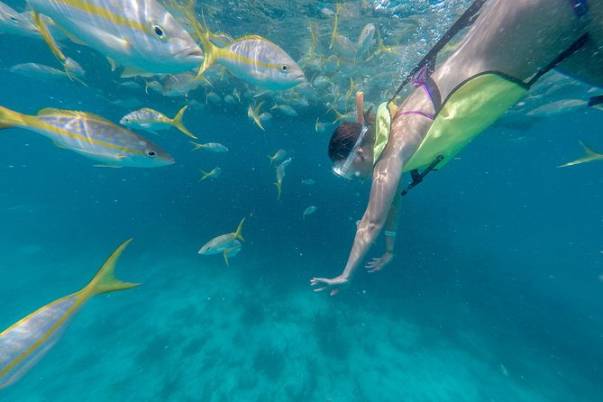 Key West Afternoon Snorkel Sail with Unlimited Cocktails! - Why The Florida Reef Matters