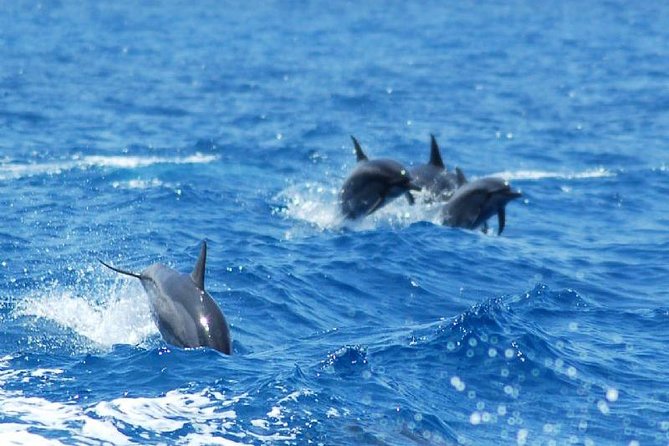 Key West Dolphin and Snorkel Experience - Snorkeling near Key West