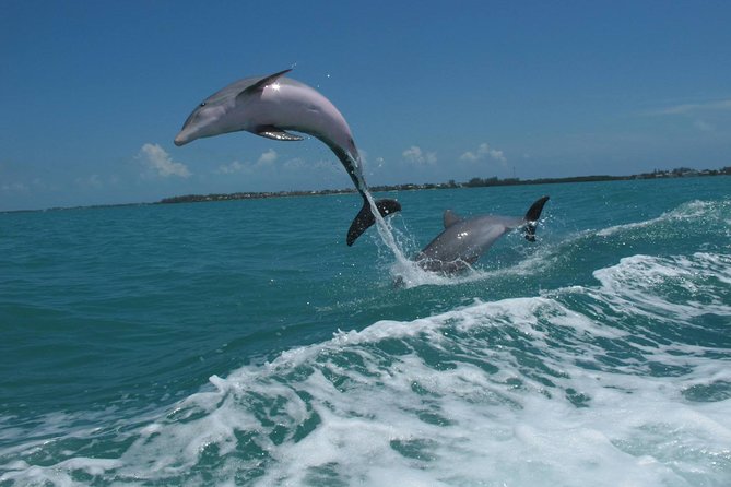 Key West Dolphin and Snorkel Experience - What the $69.95 price really covers