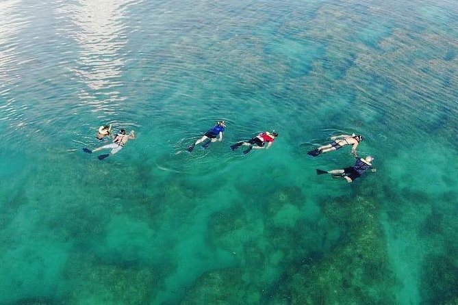 Key West Dolphin and Snorkel Experience - Safety, families, and first-time snorkelers