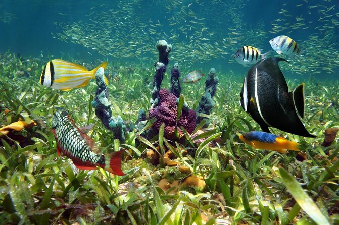 Key West Dolphin Watch and Snorkel Tour - Eco Adventure - At a glance