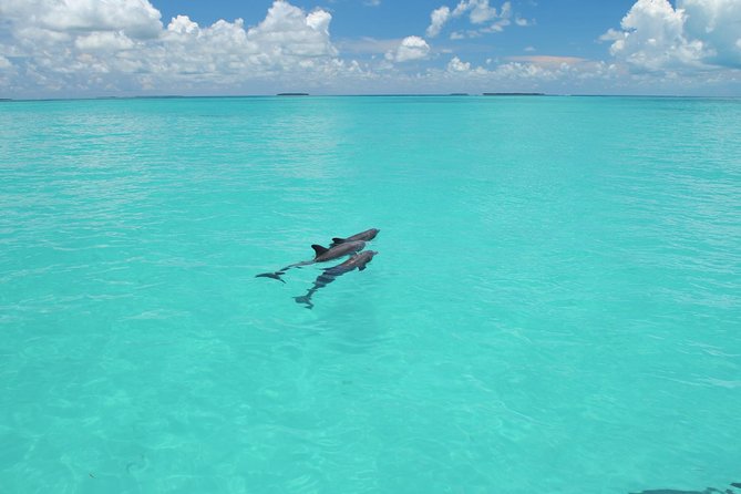 Key West Dolphin Watch and Snorkel Tour - Eco Adventure - Why this three-hour outing works well in Key West