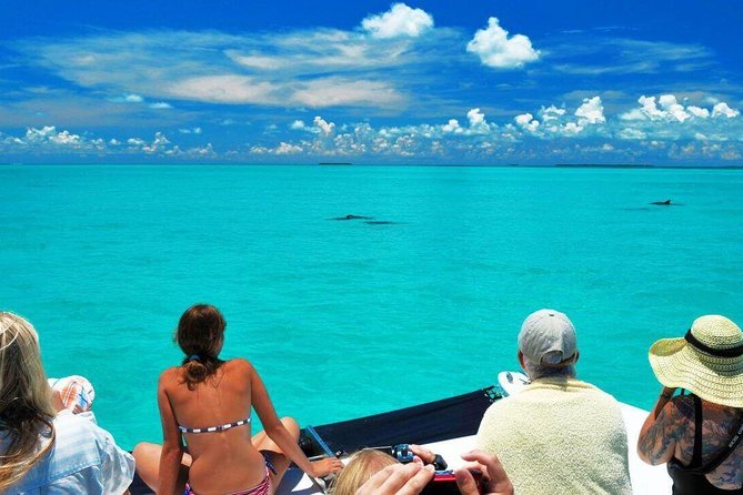 Key West Dolphin Watch and Snorkel Tour - Eco Adventure - Is $79.95 a fair price?
