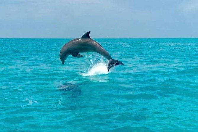 Key West Dolphin Watch and Snorkel Tour - Eco Adventure - Who should book this excursion?