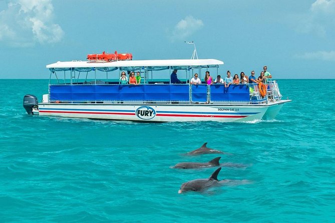 Key West Dolphin Watch and Snorkel Tour - Eco Adventure - Stop one: finding bottlenose dolphins in the Florida Keys
