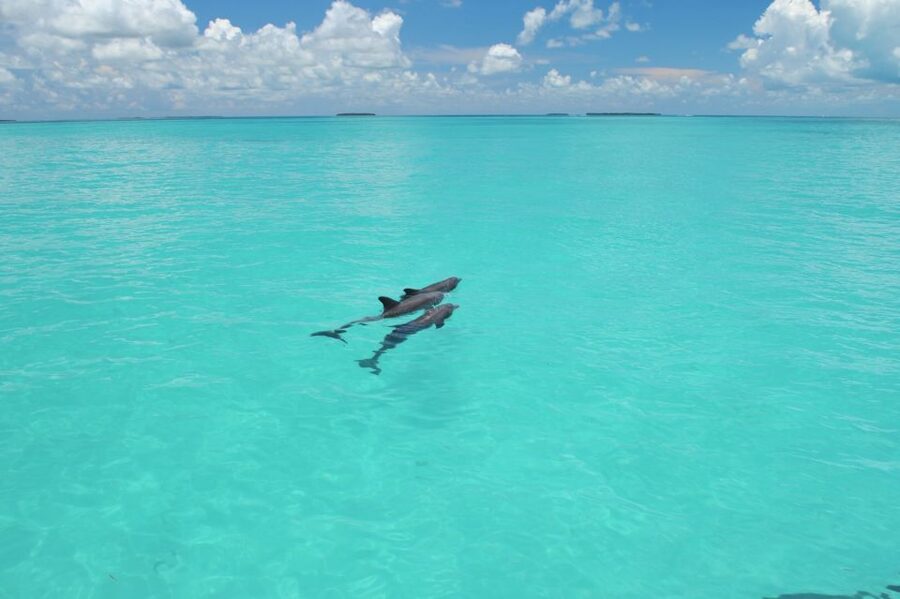 Key West: Dolphin Watching and Snorkeling Eco Cruise Tour - Starting at Fury’s downtown Key West kiosk