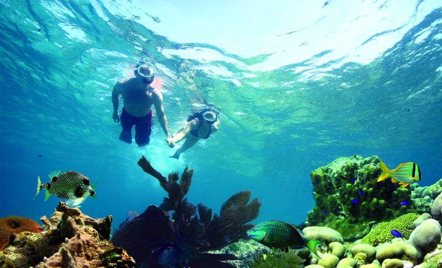 Key West: Dolphin Watching and Snorkeling Eco Cruise Tour - Watching bottlenose dolphins in the wild