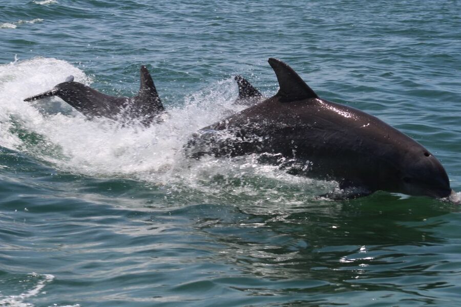 Key West: Dolphin Watching and Snorkeling Sunset Cruise - Is $79 a good value?