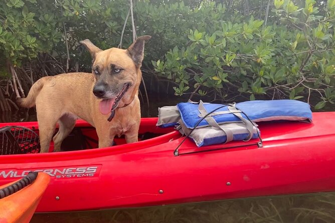 Key West Mangrove Kayak Eco Tour - The guides make the biggest difference
