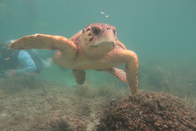 Key West SNUBA Experience - The underwater session at 15 to 18 feet
