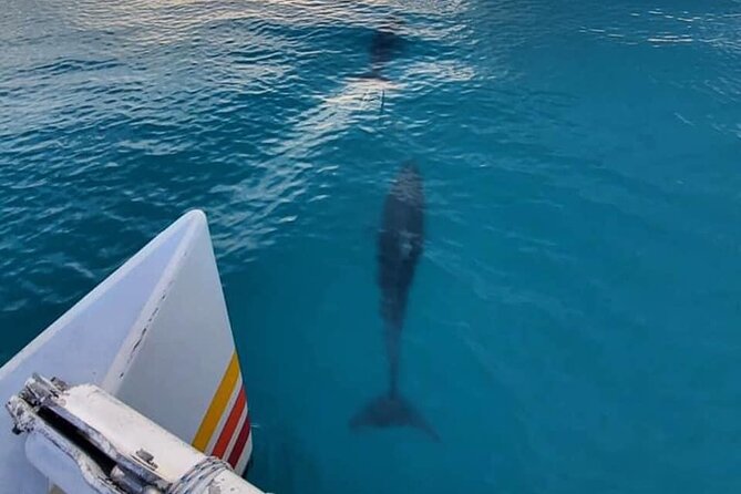 Key West Sunset Sail: Dolphin Watching, Wine, and Tapas - Mallory Square from the water