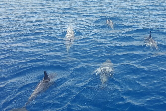 Key West Sunset Sail: Dolphin Watching, Wine, and Tapas - Wine, champagne, and the tapas spread