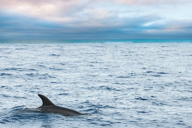Key West Sunset Sail: Dolphin Watching, Wine, and Tapas - Dolphin watching along the Key West route