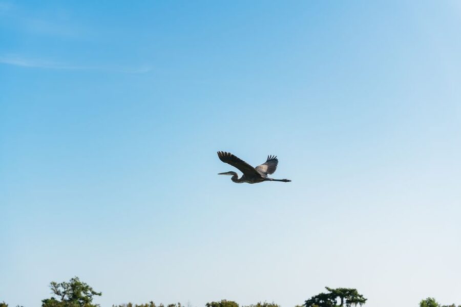 Kissimmee: Everglades Airboat Adventure Tour - Searching Shingle Creek for alligators