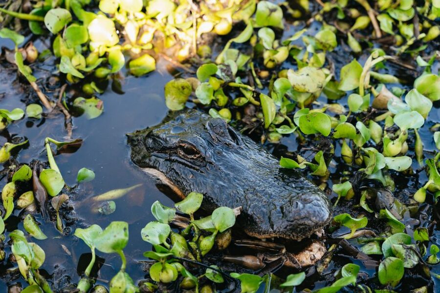 Kissimmee: Everglades Airboat Adventure Tour - Stories of Native Americans and early settlers