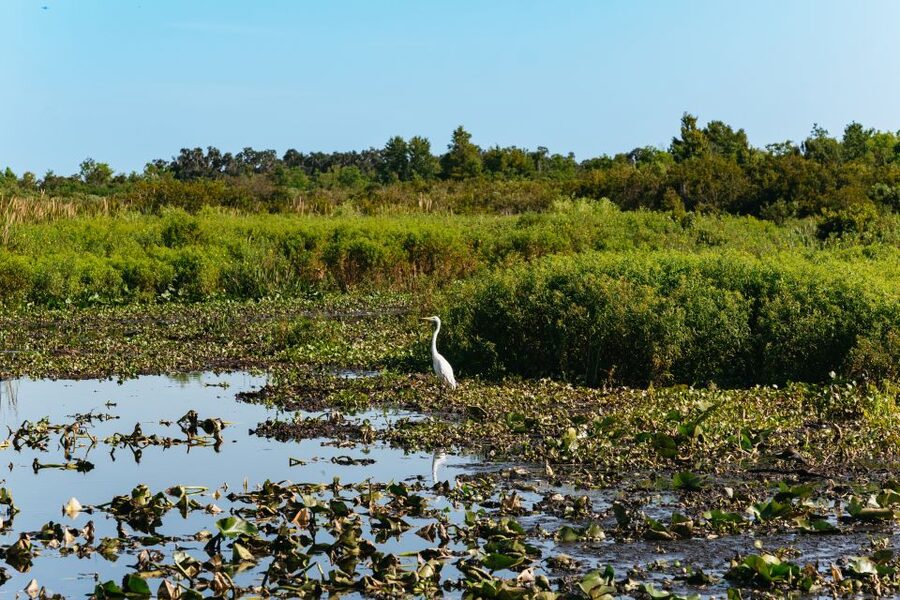 Kissimmee: Everglades Airboat Adventure Tour - Captains who add real value