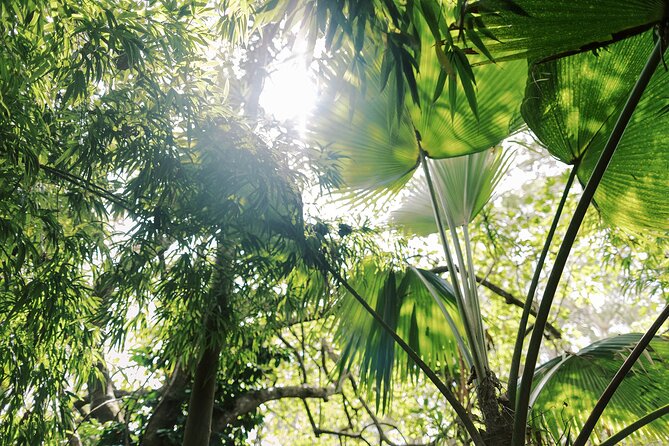 Kona Cloud Forest Sanctuary Montane Jungle Tour (2.5 hrs) - A Guided Walk Through Trees, Ferns, Bamboo, and Flowers